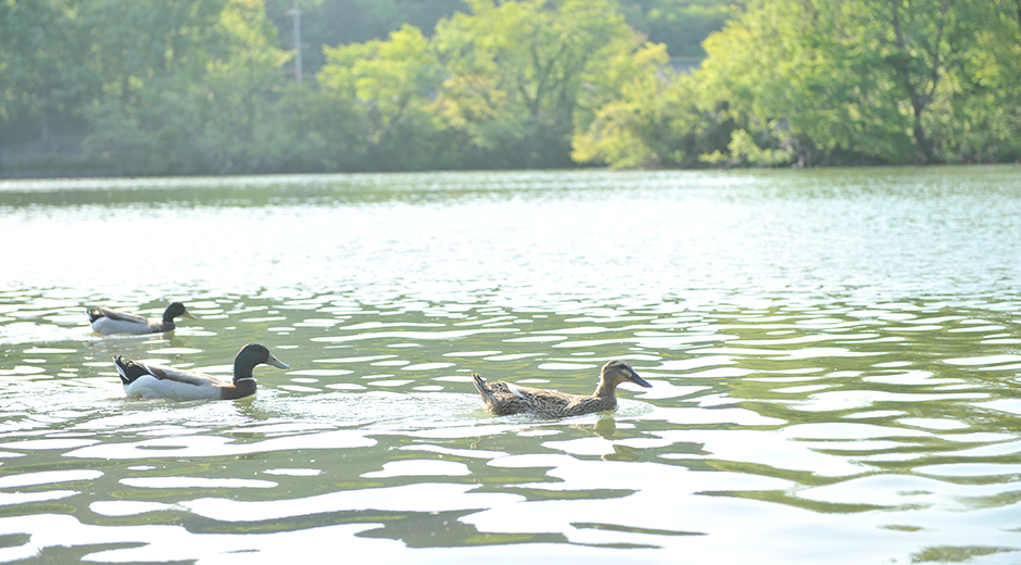 キッズスポット 三島池を泳ぐ3羽の鴨