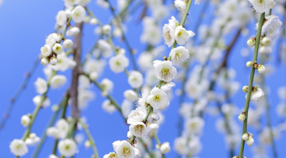 盆梅展の白い梅のアップ