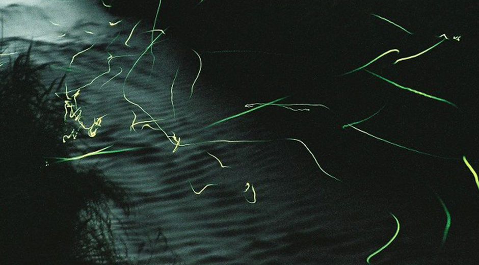 キッズスポット 蛍鑑賞 水面の周りを飛び回り光を放つ複数の蛍