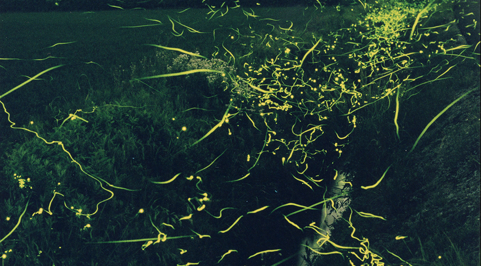 キッズスポット 蛍鑑賞 水辺全体を飛び回り光を放つ複数の蛍2