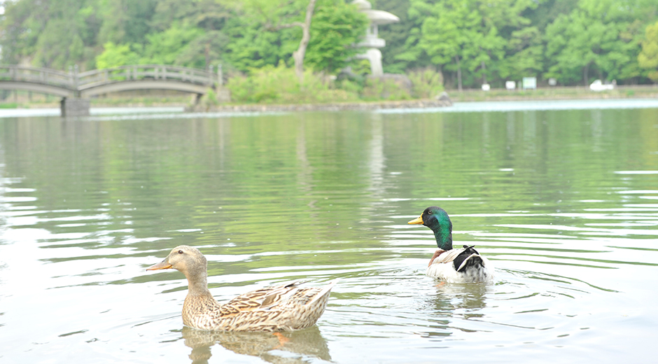 キッズスポット 三島池を泳ぐ2羽の鴨