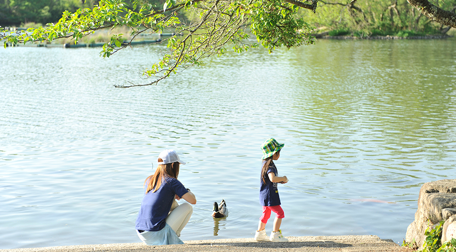 キッズスポット 三島池を泳ぐ鴨と親子